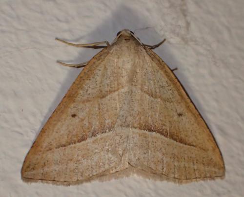 Réf. 299 365 : Petrophora chlorosata